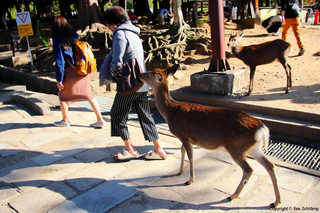 Japan, Nara, Nara-Park, Sikahirsche