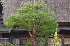 Japan, UNESCO Welterbedorf Shirakawago, Yukitsuri (Hochbinde)