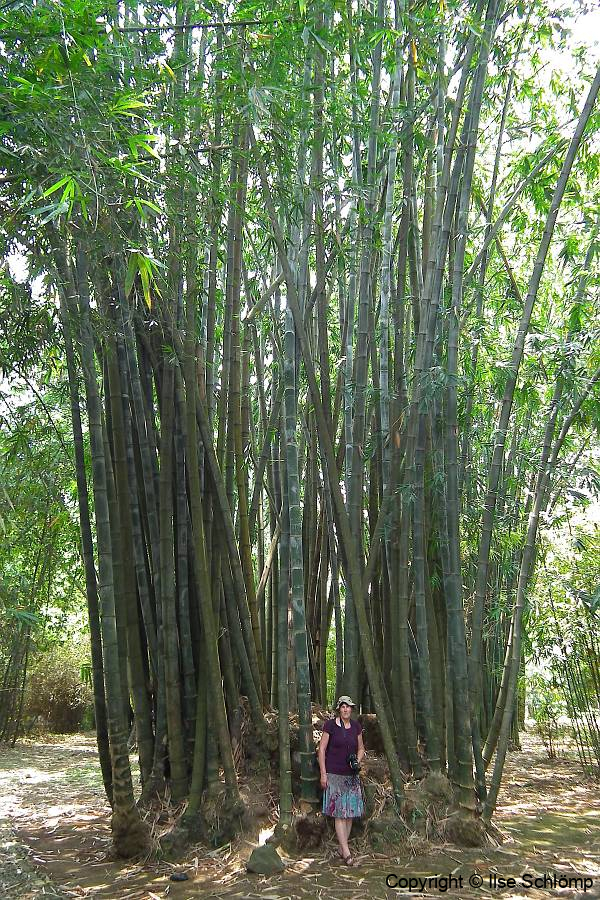 Java, Bogor, Botanischer Garten, Bambus