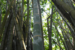 Java, Bogor, Botanischer Garten, Bambus