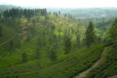 Java, Puncak Hochland, Teeplantagen