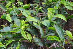 Java, Puncak Hochland, Teepflanzen