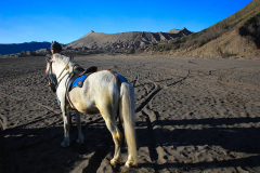 Java, Auf Pferden durch tiefe Asche zum Vulkan Mount Bromo