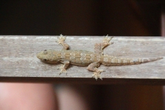 Laos, Vientiane, Gecko