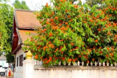 Laos, Luang Prabang, Asokabaum