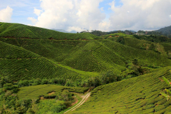 Malaysia, Cameron Highlands, Teeanbau