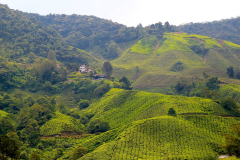 Malaysia, Cameron Highlands, Teeanbau