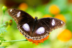 Malaysia, Cameron Highlands, Schmetterlingsfarm