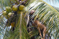 Malaysia. Kota Bahru, Kokosnussernte mit Makaken-Affen