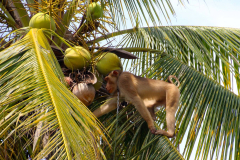 Malaysia. Kota Bahru, Kokosnussernte mit Makaken-Affen