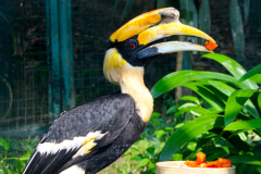 Malaysia, Kuala Lumpur, Vogelpark, Doppelhornvogel