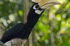 Malaysia, Kuala Lumpur, Vogelpark, Malaien-Hornvogel