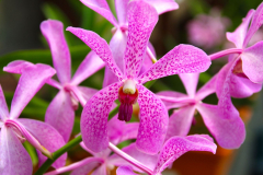 Malaysia, Kuala Lumpur, Orchideengarten
