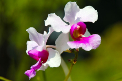 Malaysia, Kuala Lumpur, Orchideengarten
