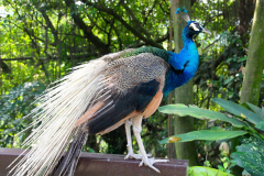 Malaysia, Kuala Lumpur, Vogelpark