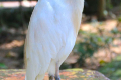 Malaysia, Kuala Lumpur, Vogelpark
