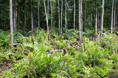 Malaysia, Perak, Kuala Sepetang Mangrovenwald