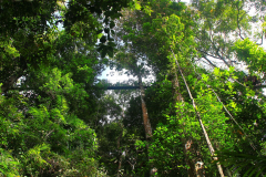 Malaysia, Nationalpark Taman Negara, Kanopi Walkway