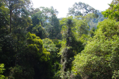 Malaysia, Nationalpark Taman Negara, Blick vom Kanopi Walkway