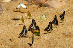 Malaysia Taman Negara, Stromschnellen von Lata Berkoh, Schmetterlinge