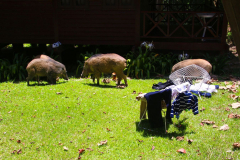 Malaysia, Taman Negara Nationalpark, Wildschweine im Mutiara Taman Negara Resort