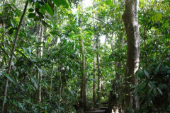 Malaysia, Taman Negara Nationalpark