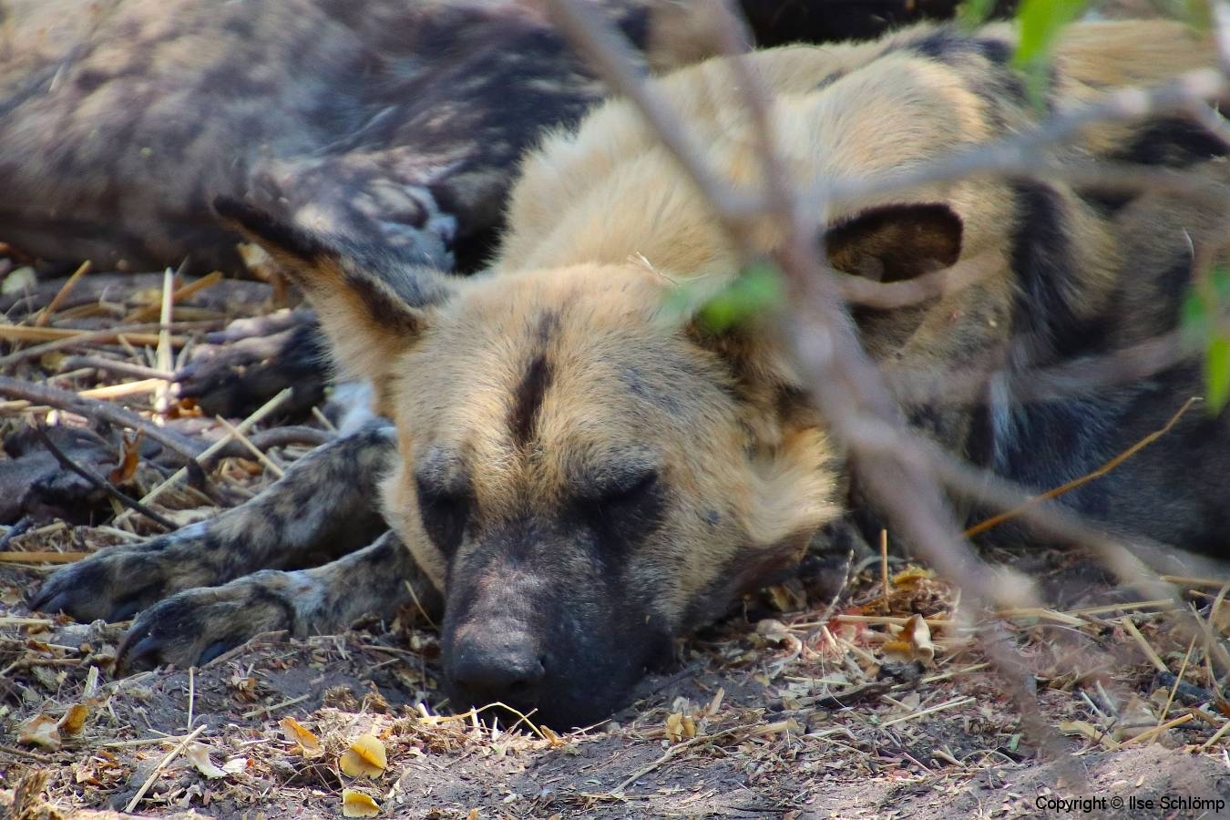 Botswana, Moremi Nationalpark, afrikanischer Wildhund