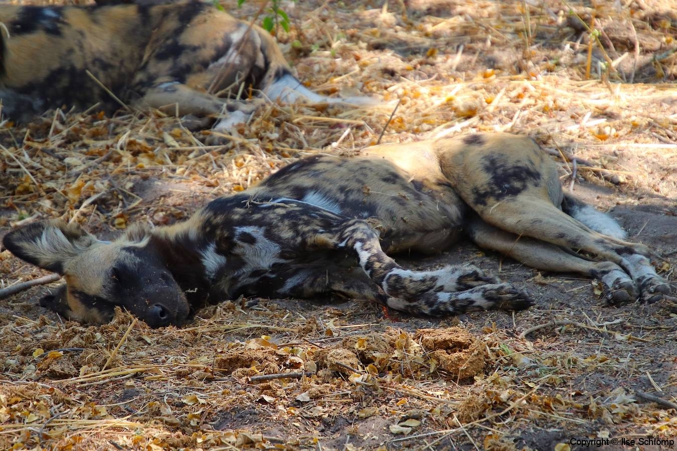Botswana, Moremi Nationalpark, afrikanischer Wildhund