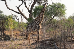 Botswana, Moremi Nationalpark
