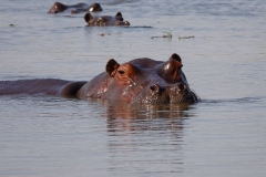 Botswana, Moremi Nationalpark, Flusspferd