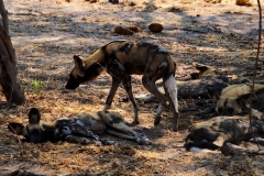 Botswana, Moremi Nationalpark, afrikanische Wildhunde