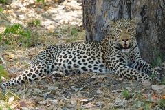 Botswana, Moremi Nationalpark, Leopard