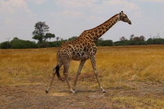 Botswana, Moremi Nationalpark