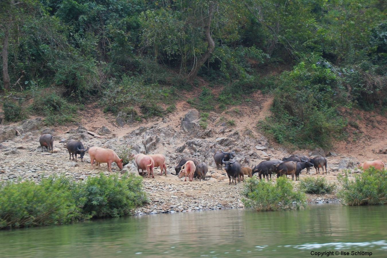 Laos, Nam Ou Fluss, Wasserbüffel