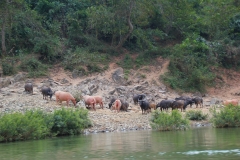Laos, Nam Ou Fluss, Wasserbüffel