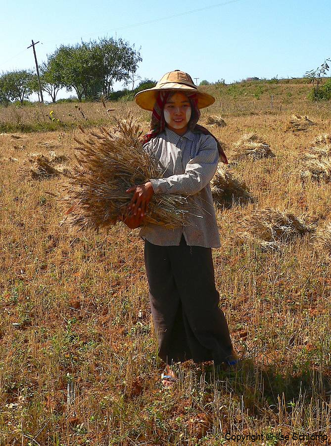Myanmar, Pindaya, Getreideernte
