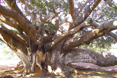Myanmar, Pindaya, 300 Jahre alter Banyanbaum