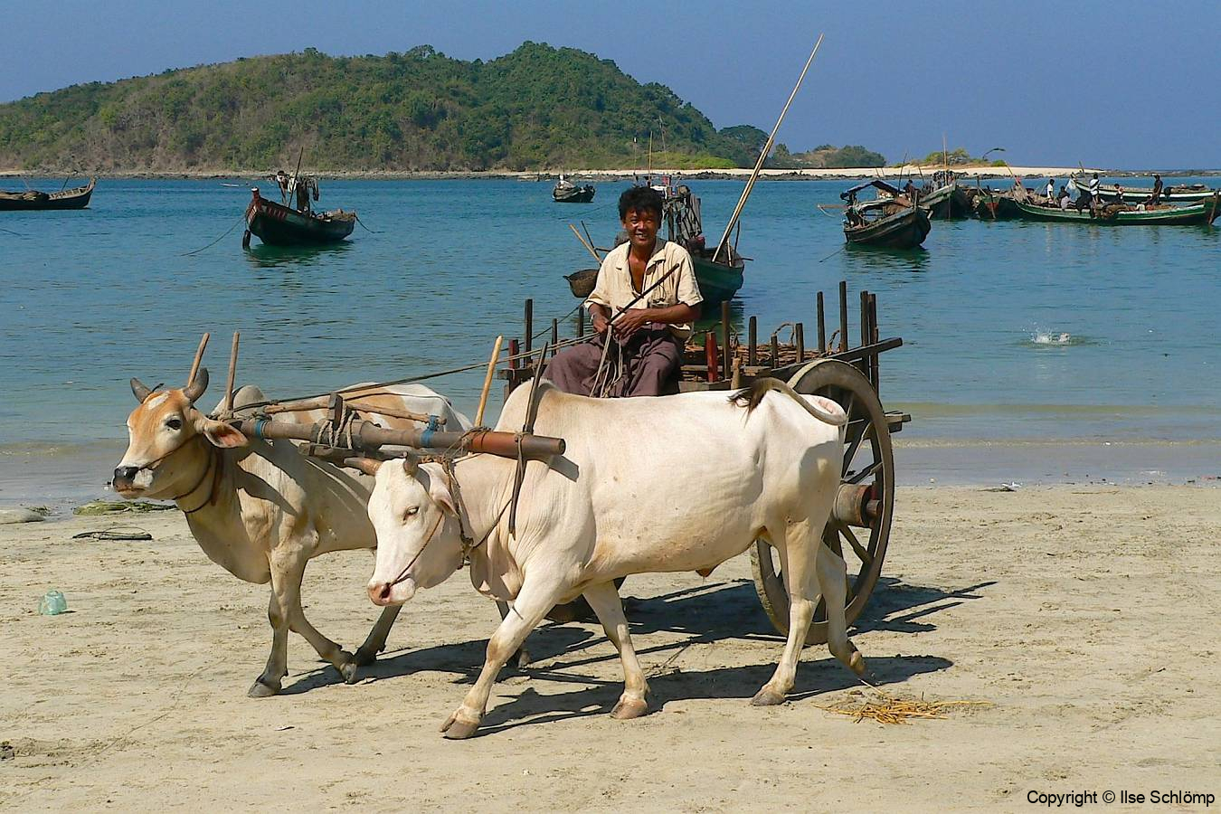 Myanmar, Ngapali Beach, Abtransport der Fische mit Ochsenkarren