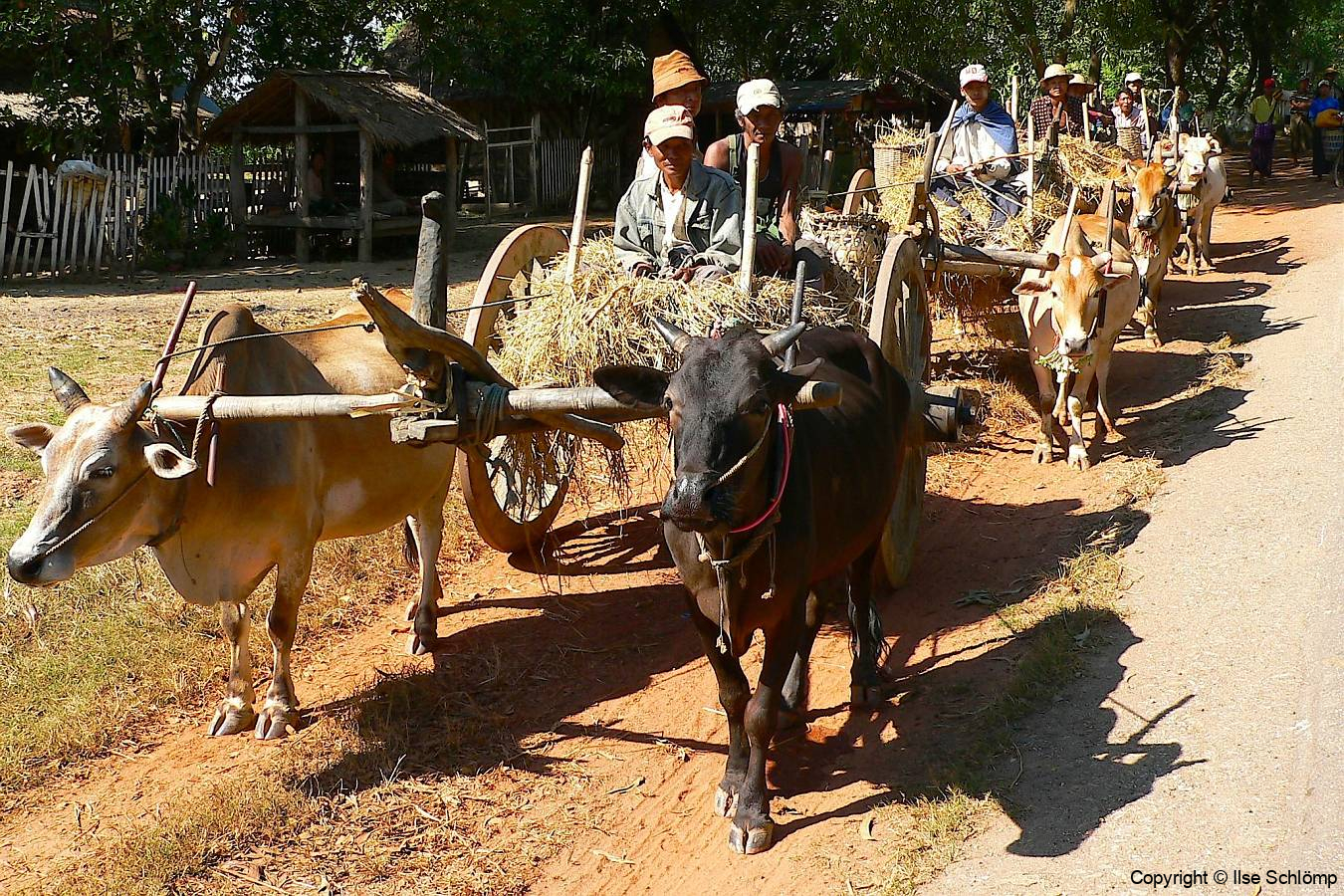 Myanmar, Pyay, Unterwegs nach Pyay begegnen uns Ochsenkarren