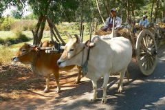 Myanmar, Pyay, Unterwegs nach Pyay begegnen uns Ochsenkarren