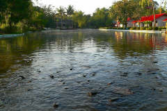 Myanmar, Pyay, Mingalar Garden Resort, Karpfen im See