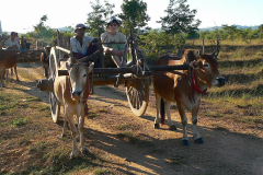Myanmar, Wir fahren mit dem Ochsenkarren nach Sri Ksetra