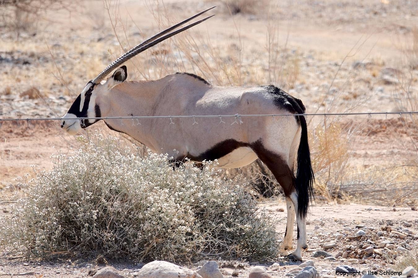 Namibia, Namib Naukluft Nationalpark, Oryx