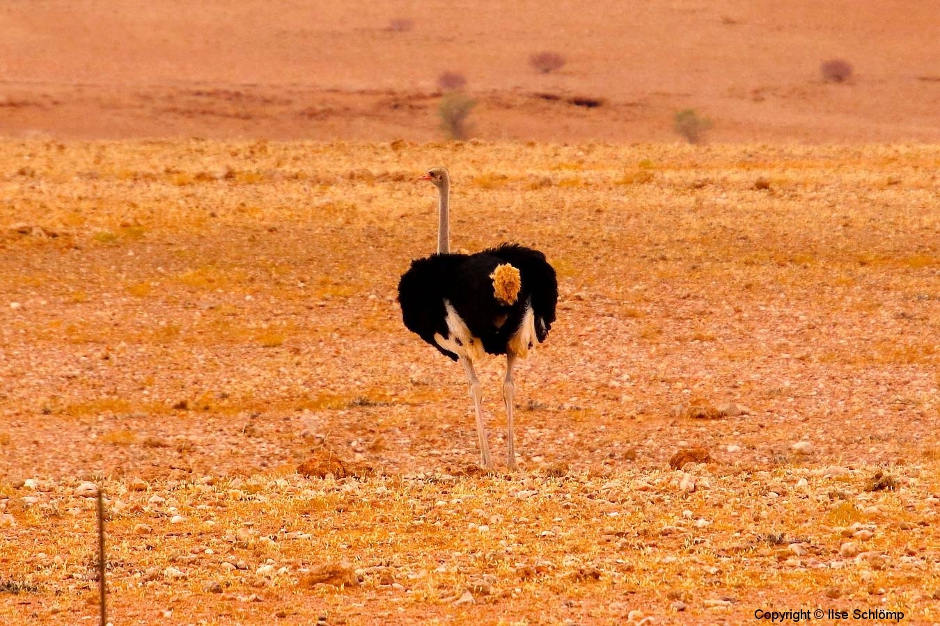 Namibia, Namib Naukluft Nationalpark, Afrikanischer Strauß