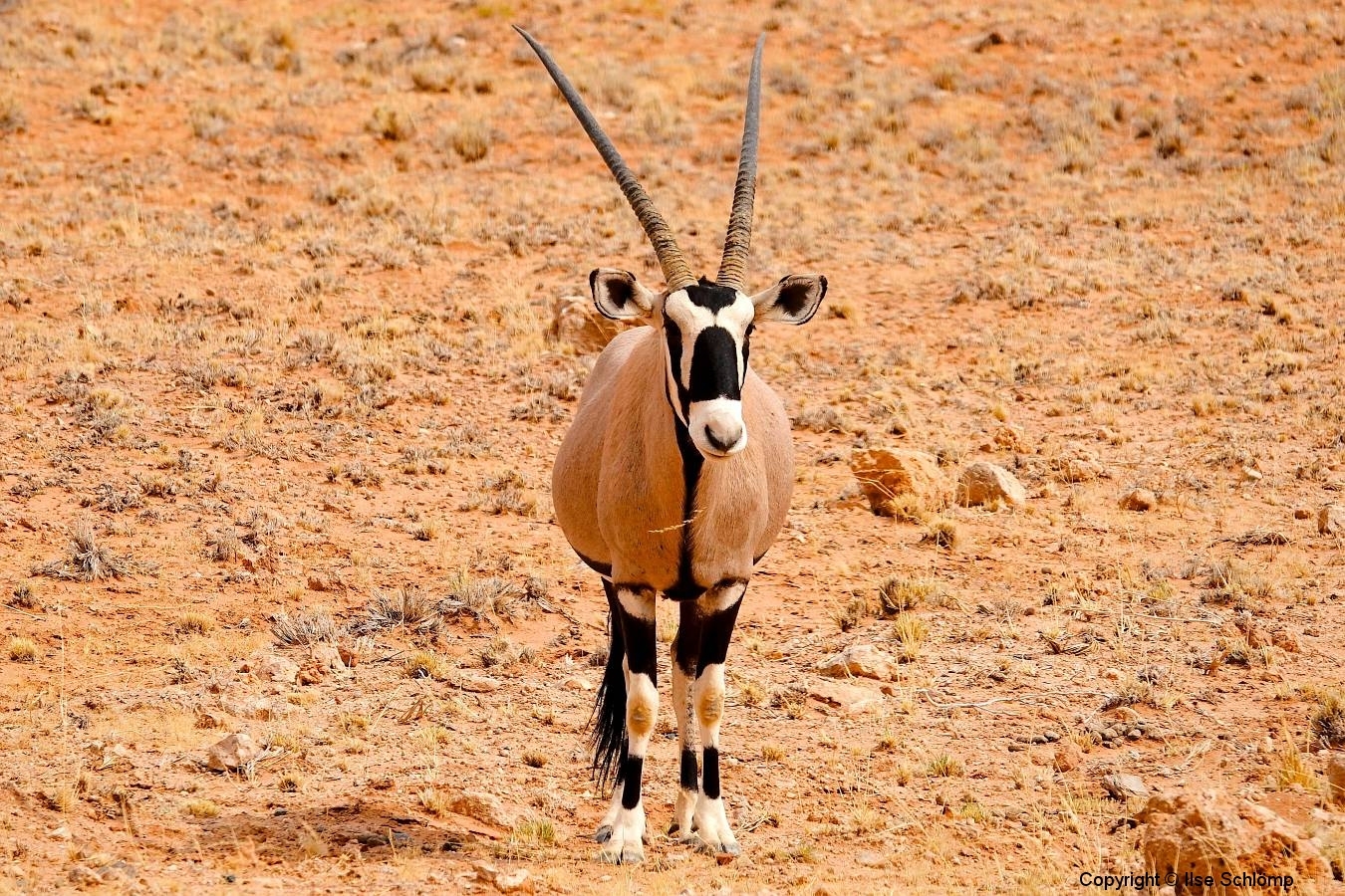 Namibia, Namib Naukluft Nationalpark, Oryx