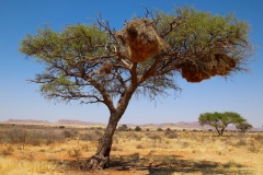 Namibia, Namib Naukluft Nationalpark, Webervogel-Gemeinschaftsnester