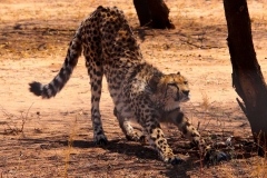 Namibia, Otjiwarongo, Cheetah Conservation Fund