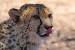 Namibia, Otjiwarongo, Cheetah Conservation Fund