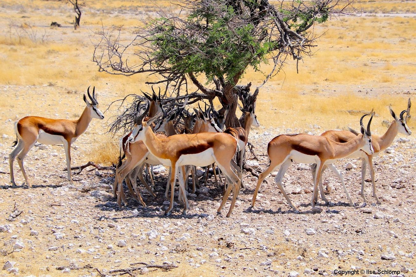 Namibia, Etosha Nationalpark, Springböcke