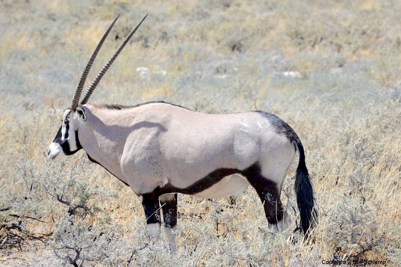 Namibia, Etosha Nationalpark, Oryx